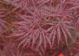 Acer Palmatum dissectum Garnet / Vörös szeldelt levelű Japán juhar